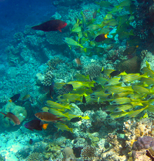 Tropical Reef Fish in Antigua