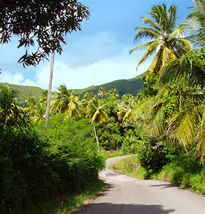 Scenic Fig Tree Drive Rainforest, Antigua