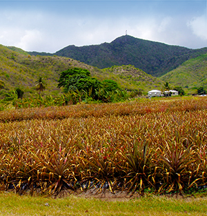 Antigua Pineapple Plantation